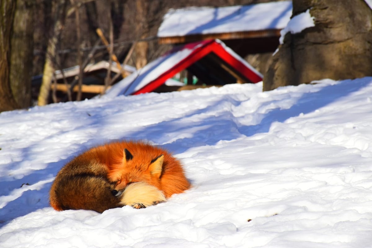 Top Reasons To Use Mozilla Firefox 🔥🦊 Right Now – Part 2