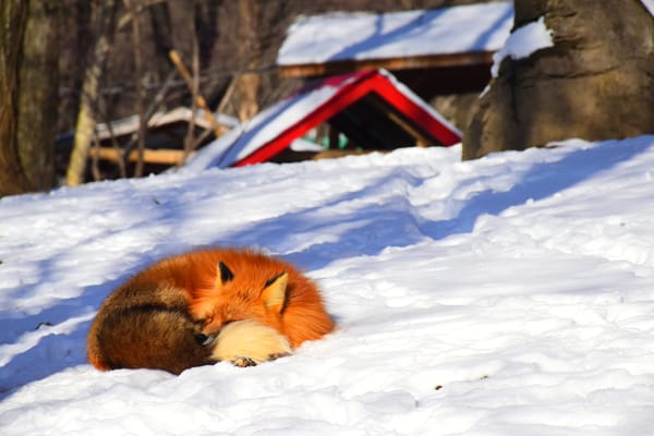 Top Reasons To Use Mozilla Firefox 🔥🦊 Right Now – Part 2